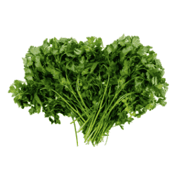Fresh Cilantro – Organic, Fragrant, and Flavorful Herb