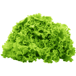 Fresh Crisp Lettuce – Organic, Nutrient-Packed & Refreshing Green